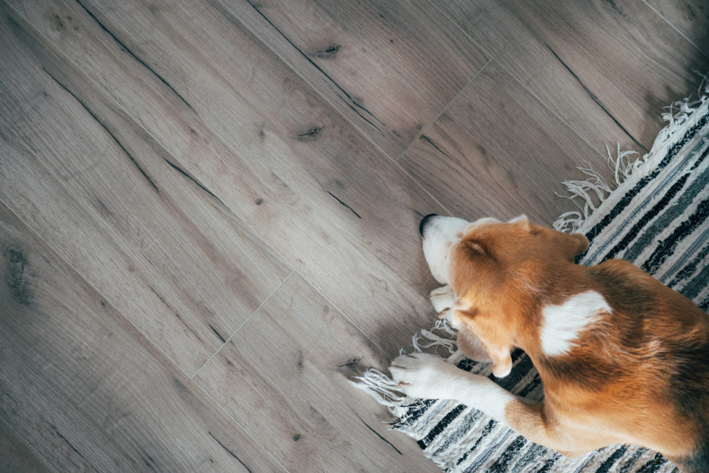 Maintaining Laminate Flooring in Pet-Friendly Homes | Word of Mouth Floors