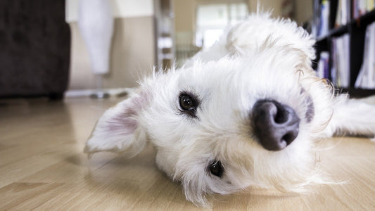 The Best Flooring for your Dog