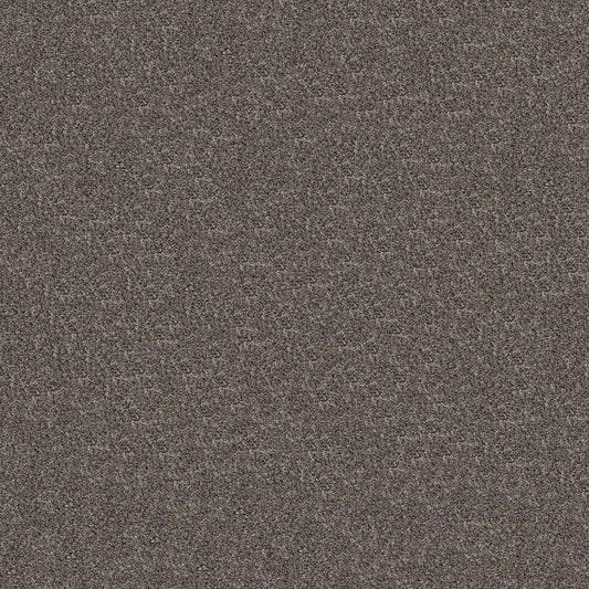 Shaw Floors - Carpet - Pet Perfect+ Collection - Refined Beauty - 12' - Flint