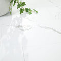 MSI - Glenridge Series - Calacatta Serra - 12" x 24"